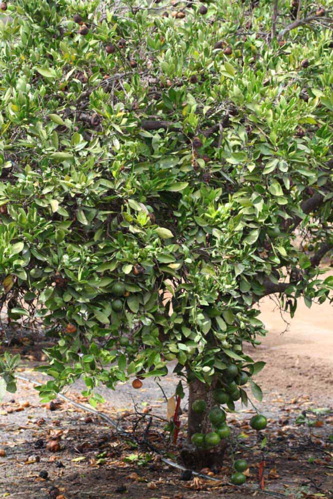            Habit (Riverside, CA)   